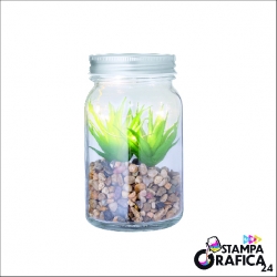 Pianta Decorativa Kyala